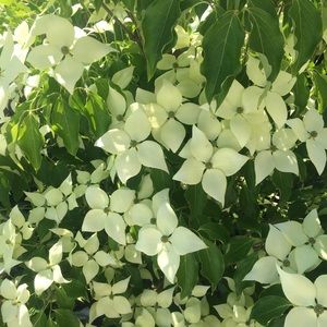 Meet your Posher, Tara